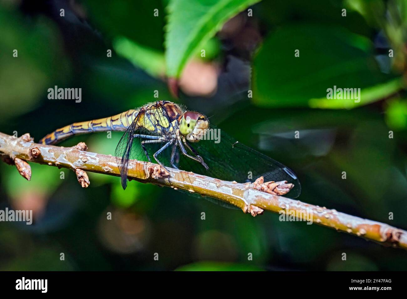 Große Heidelibelle Sympetrum striolatum . Große Heidelibelle Sympetrum striolatum . 20240912MIC0275 *** Large damselfly Sympetrum striolatum Large damselfly Sympetrum striolatum 20240912MIC0275 Foto Stock