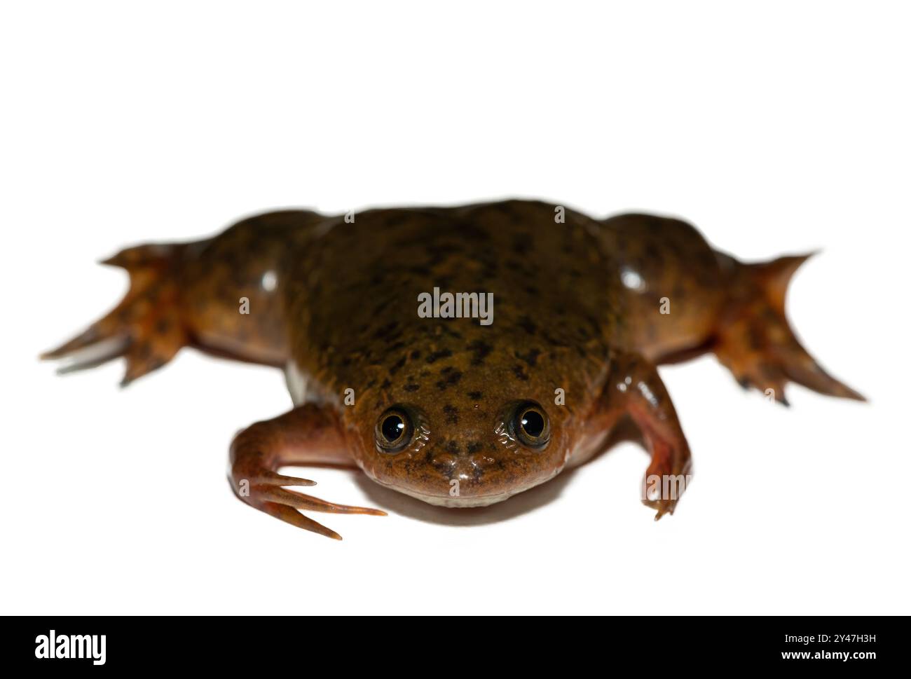 Una Platanna comune, nota anche come rana artigliata africana (Xenopus laevis) su sfondo bianco Foto Stock