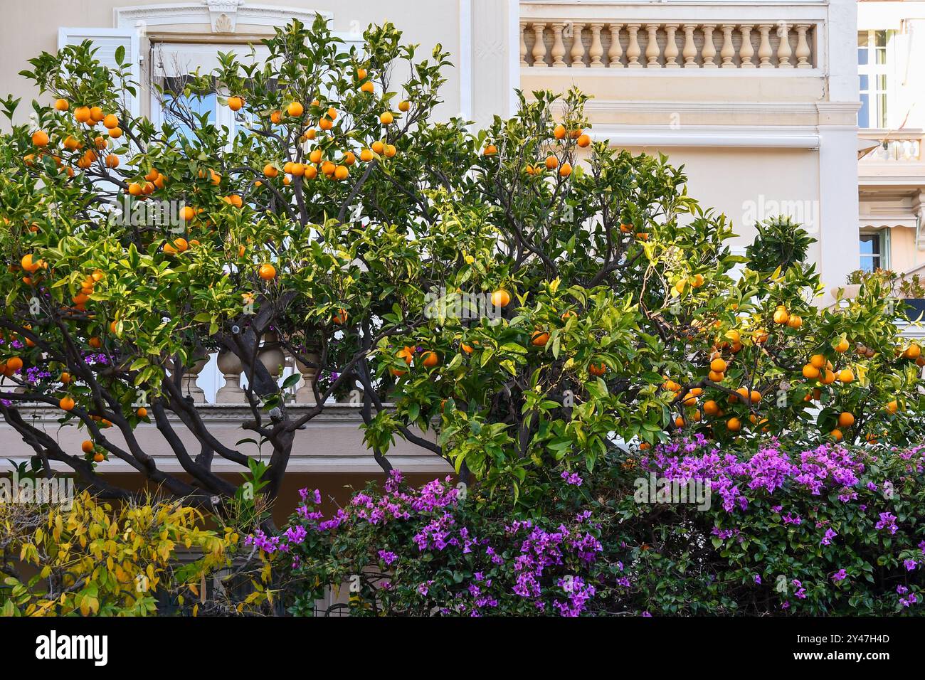 Alberi di arancio e bouganvillea fiorite nel piccolo giardino di un edificio residenziale, Monaco Ville, Principato di Monaco Foto Stock