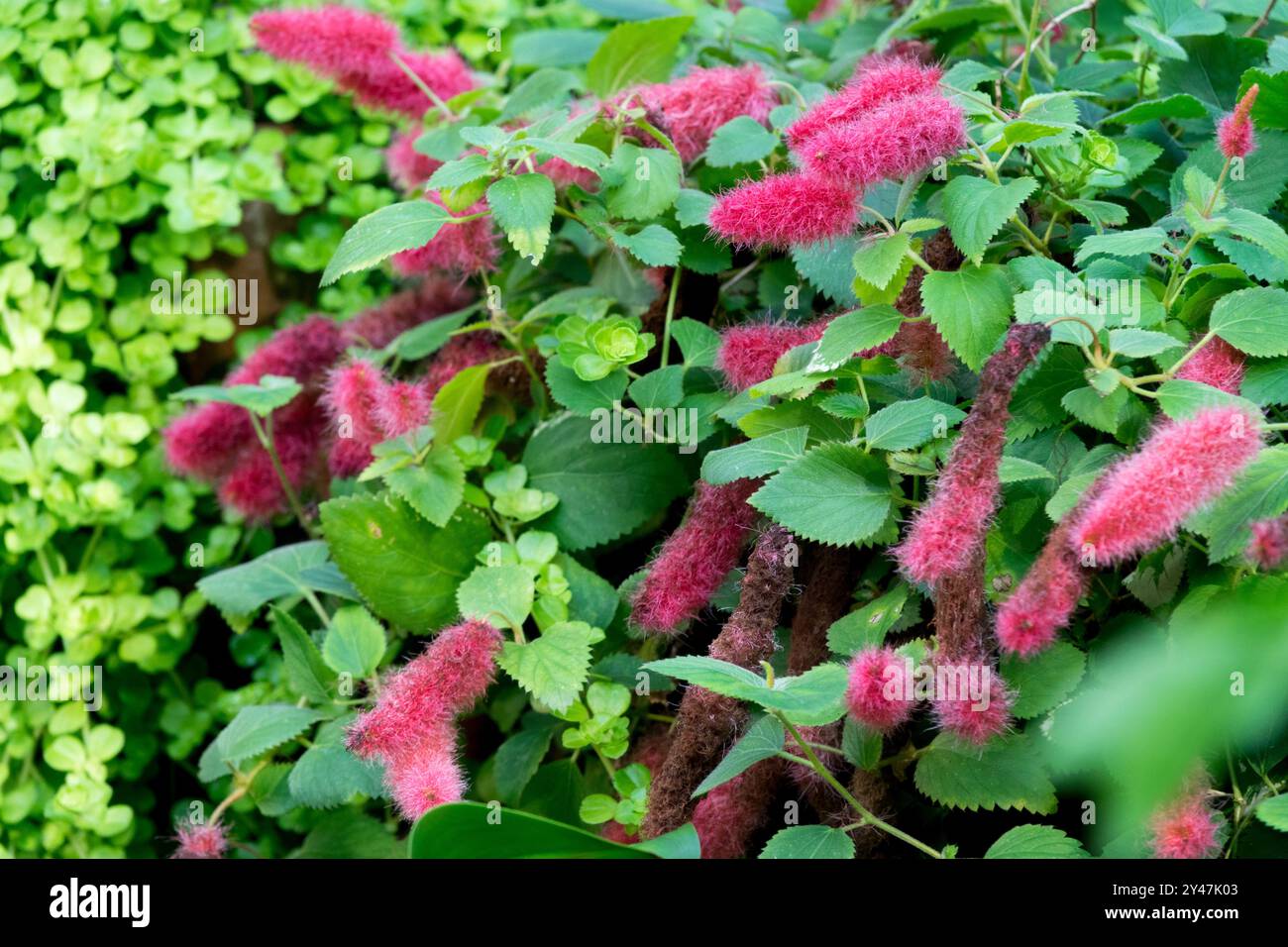 Chenille Acalypha camaedrifolia nana Foto Stock