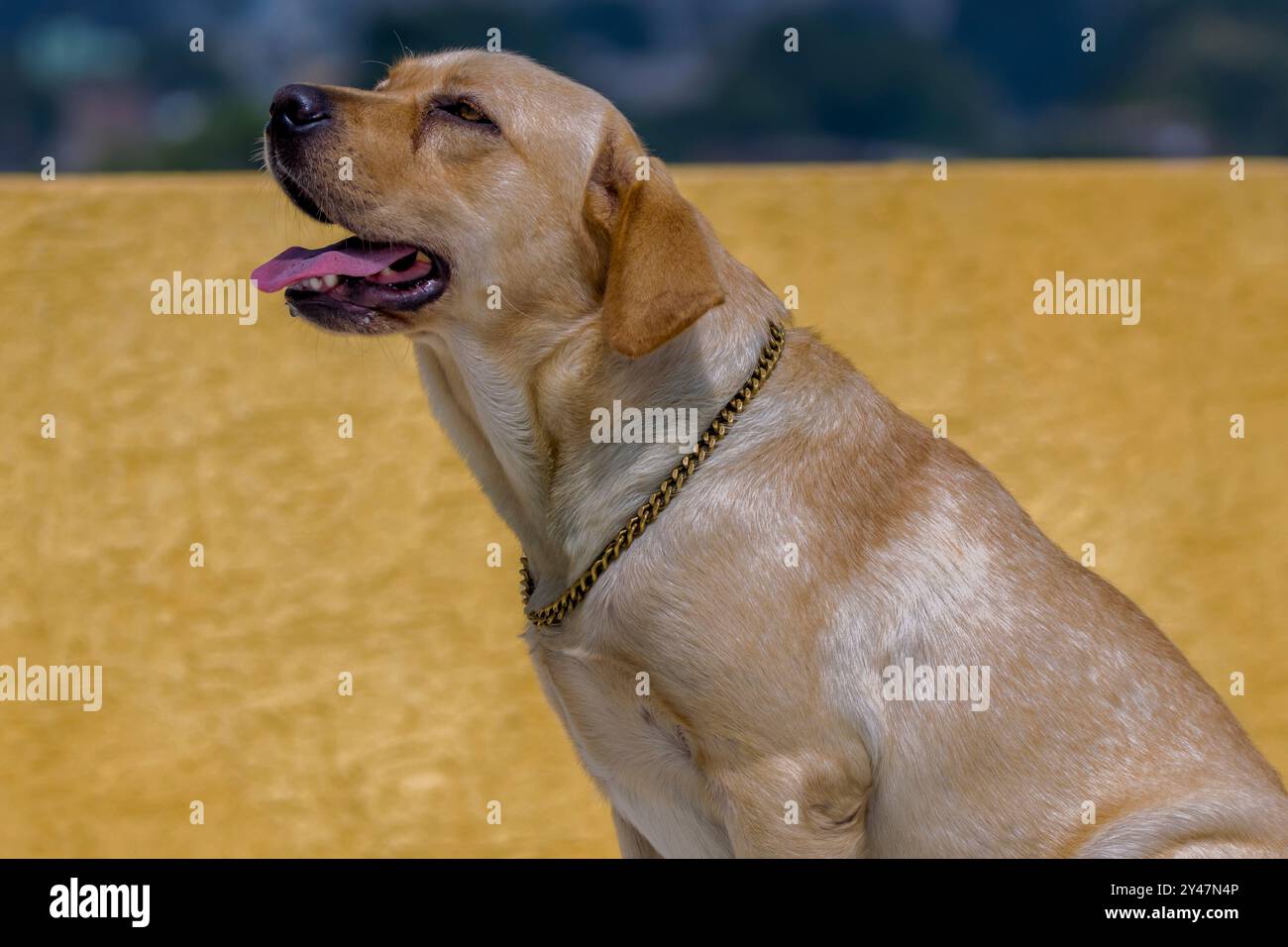 Il Labrador Retriever o semplicemente Labrador è una razza britannica di cane da caccia Foto Stock