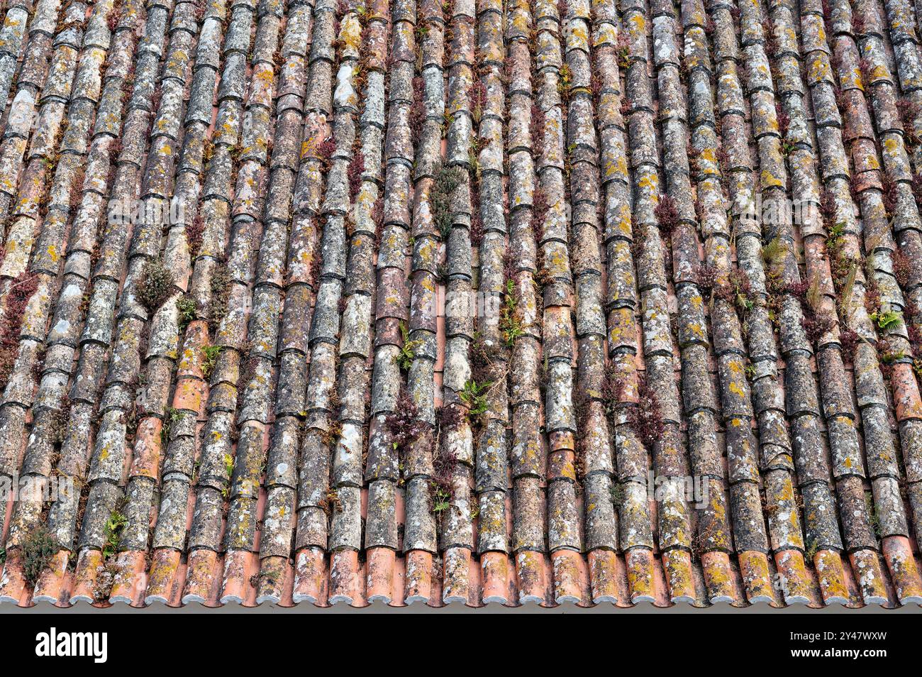 Tegole in terracotta intemprate adornate con muschio e piante nella storica città di Óbidos Foto Stock