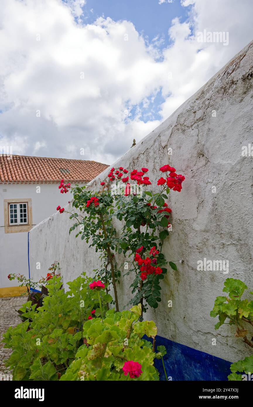 Fiori rossi vibranti fioriscono contro una parete bianca intemprata sotto un cielo sereno nel centro storico della città Foto Stock