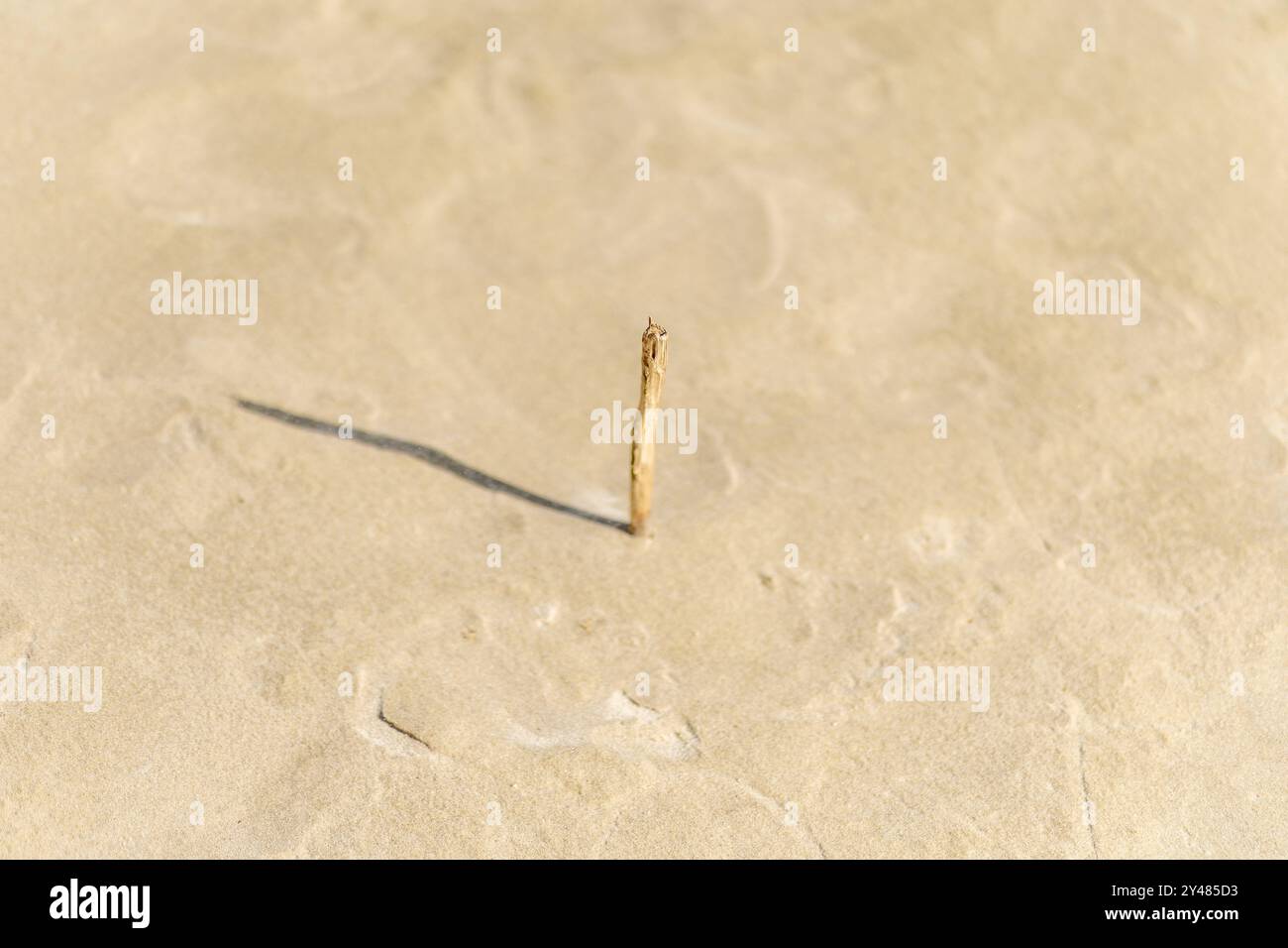 Un bastoncino solitario si erge in posizione verticale su una spiaggia sabbiosa, con la sua ombra che si estende sulla superficie della luce, evidenziando un momento di semplicità in natura. Foto Stock