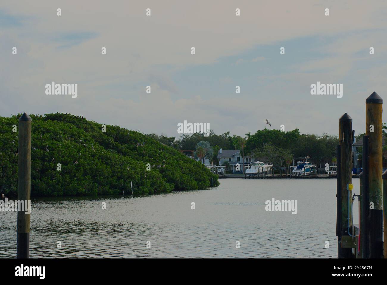 Ampia vista sull'acqua fino alla riserva di uccelli Coffee Pot Bayou, una piccola isola piena di pellicani nidificanti, aironi di altri uccelli e alberi verdi di mangrovie. Foto Stock