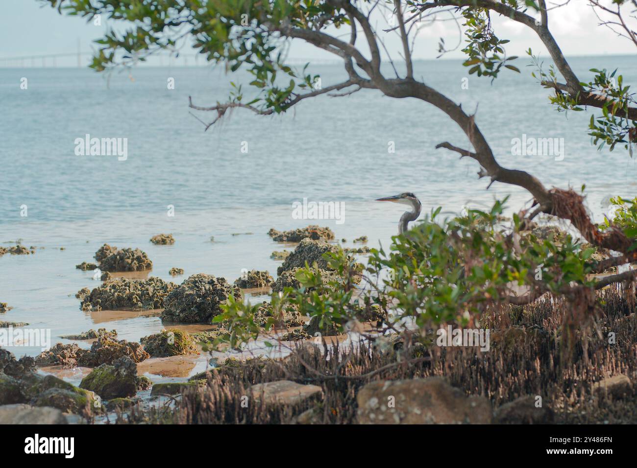 Eretta isolata blu mandria collo curvo di uccello guardando a sinistra. Sul bordo di una costa rocciosa incorniciata da alberi verdi che si appoggiano a sinistra su un luminoso Foto Stock