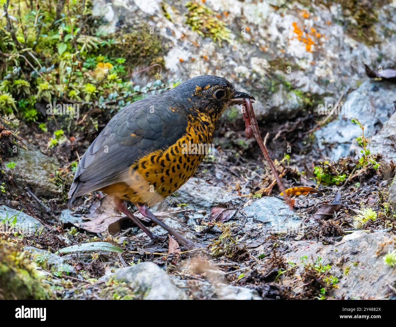 Un'Antpitta ondulata (Grallaria squamigera) che si nutre di un verme terrestre nelle alte Ande. Perù, Sud America. Foto Stock