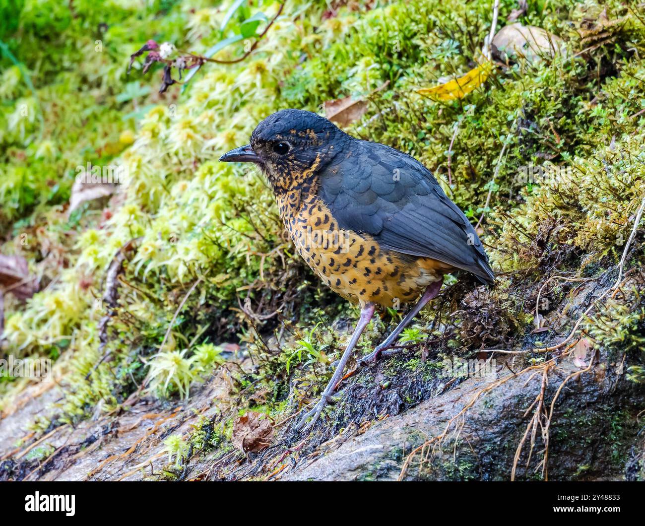 Un'Antpitta ondulata (Grallaria squamigera) che forgia nella foresta delle alte Ande. Perù, Sud America. Foto Stock