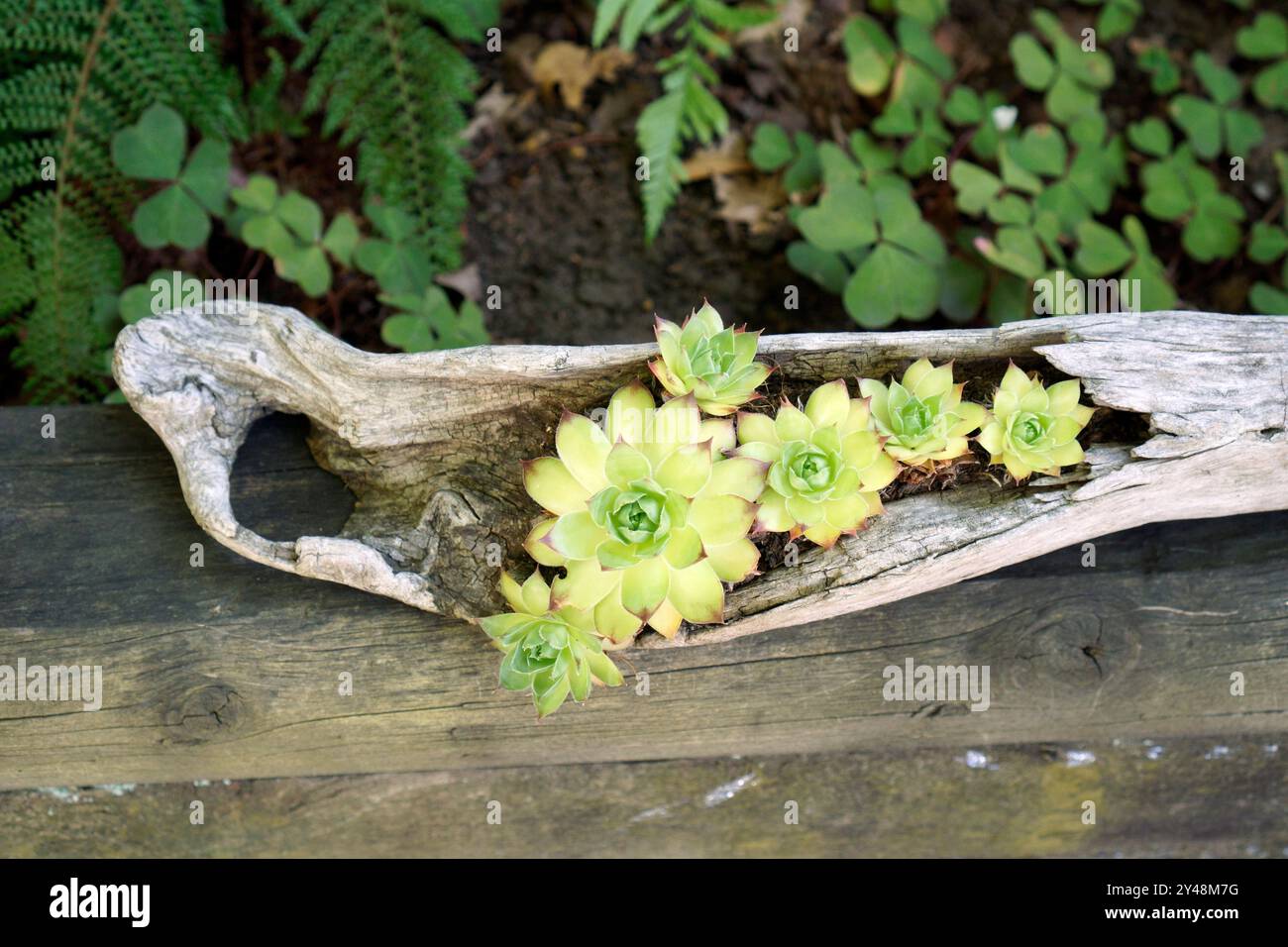 Piante grasse e succulente (Sempervivum) che crescono in una piantatrice di alberi da posta derivanti, nota anche come houseleeks Foto Stock