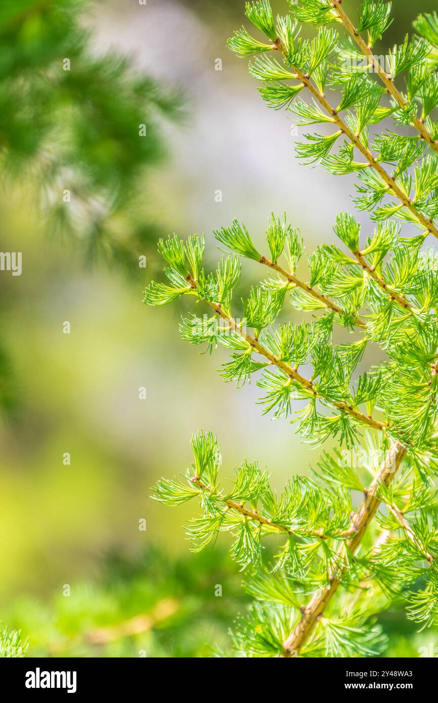 Giovani rami di larice. Closeup di aghi giovani di larice verde. Larix sibirica, il larice siberiano o il larice russo. Foto Stock