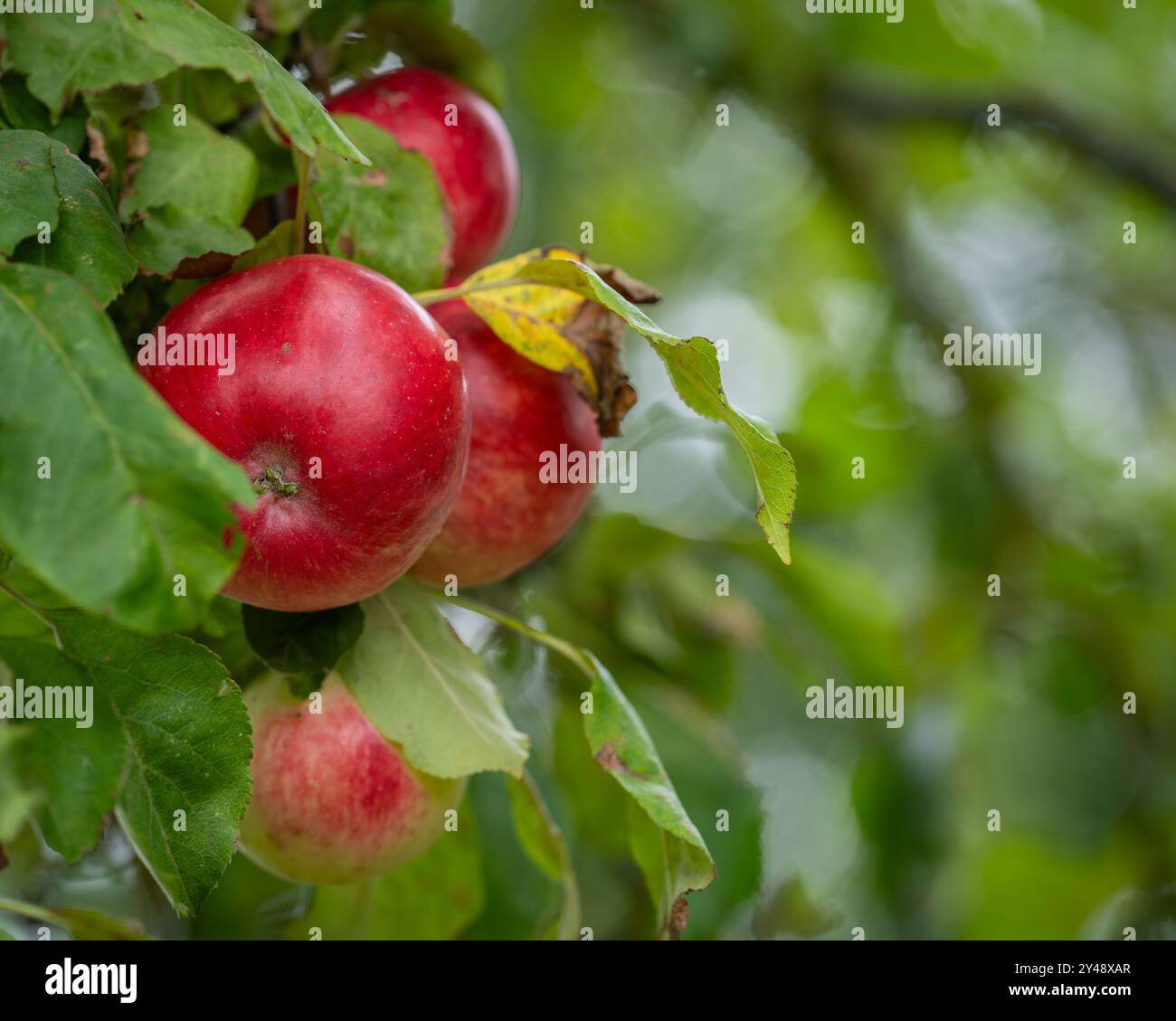 Primo piano di uno sfondo non focalizzato di meli rossi in una fattoria. Retrospettiva con mele rosse biologiche fresche che crescono sui rami con foglie verdi. Foto Stock