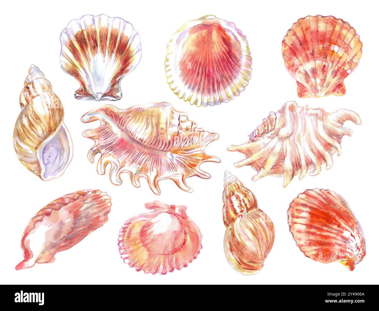 Conchiglie e creature marine ambientano il mondo sottomarino in acquerello disegnato a mano. Calico Scallop, Argopecten Gibbus, Pectinidae Scallop, Scorpion Spider Conch Foto Stock