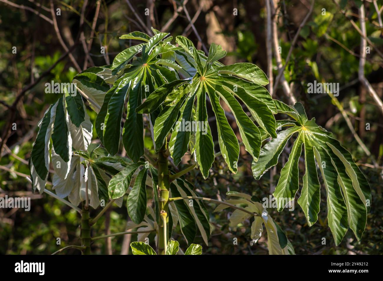 Embauba-do-brejo (Cecropia pachystachya) in Brasile. Appartiene allo strato di piante pionieristiche della foresta atlantica Foto Stock