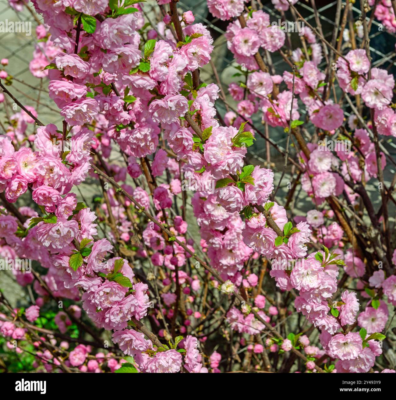 Primo piano di molti fiori rosa brillanti che fioriscono sui ramoscelli del cespuglio di Prunus triloba alla luce del sole primaverile nel cortile posteriore. Foto Stock