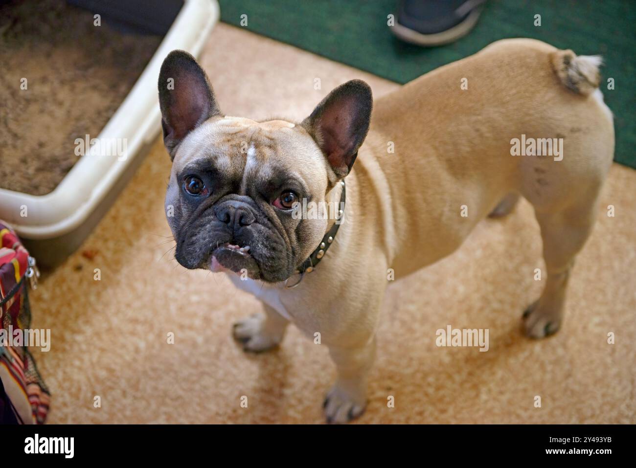 Primo piano del Bulldog francese che si trova sullo sfondo del pavimento interno. Foto Stock
