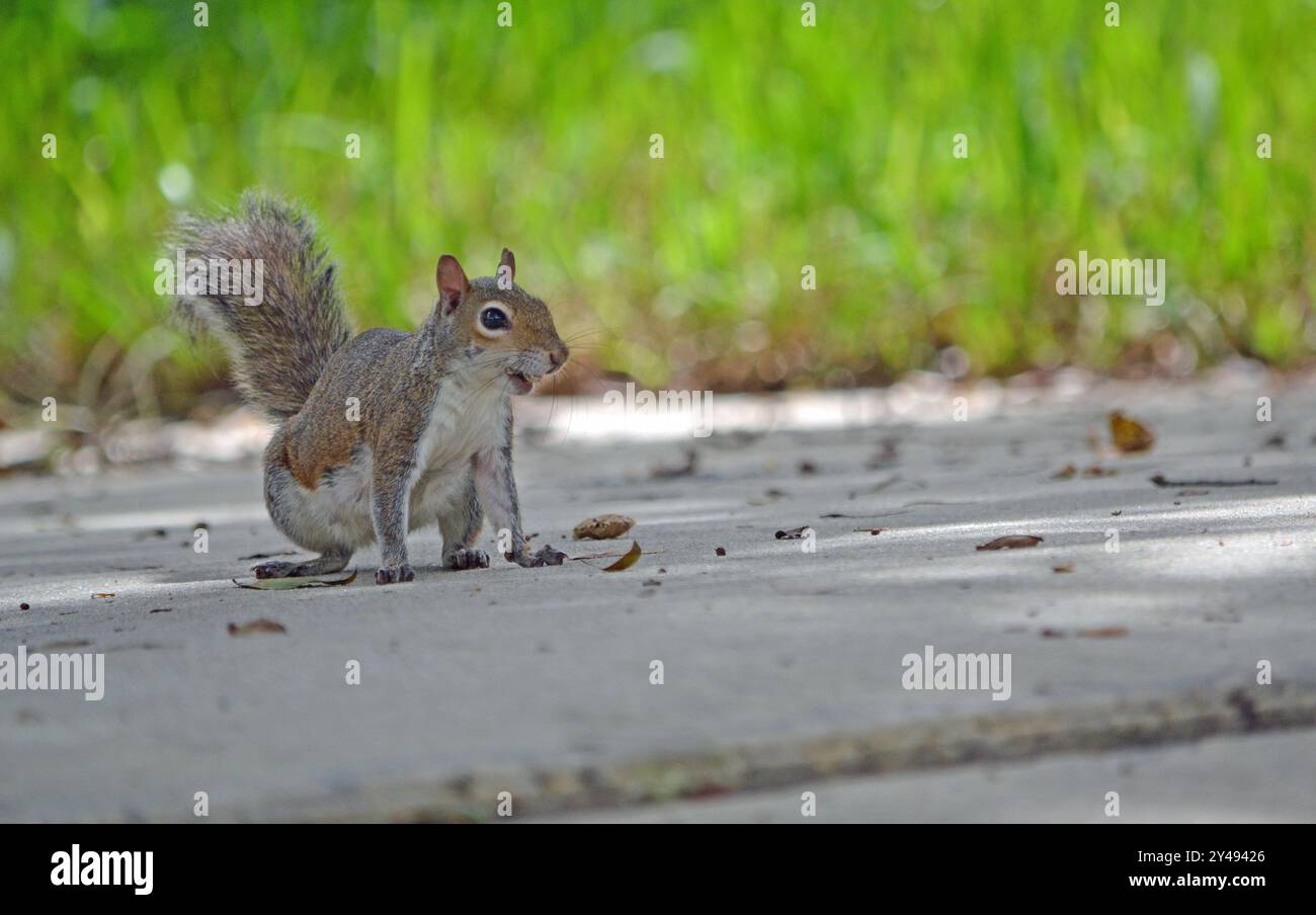 Uno scoiattolo si erge su tutte le quattro, un dado agganciato alla bocca, posizionato su un vialetto con lussureggiante erba verde sullo sfondo, in Florida. Foto Stock