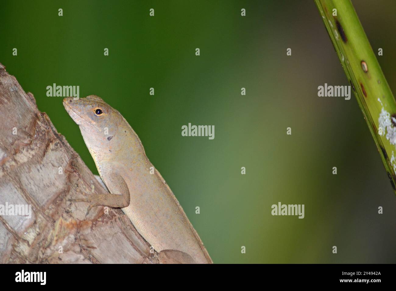 Un primo piano di una lucertola marrone anolica arroccata su un ramo di una piccola palma in un cortile in Florida Foto Stock