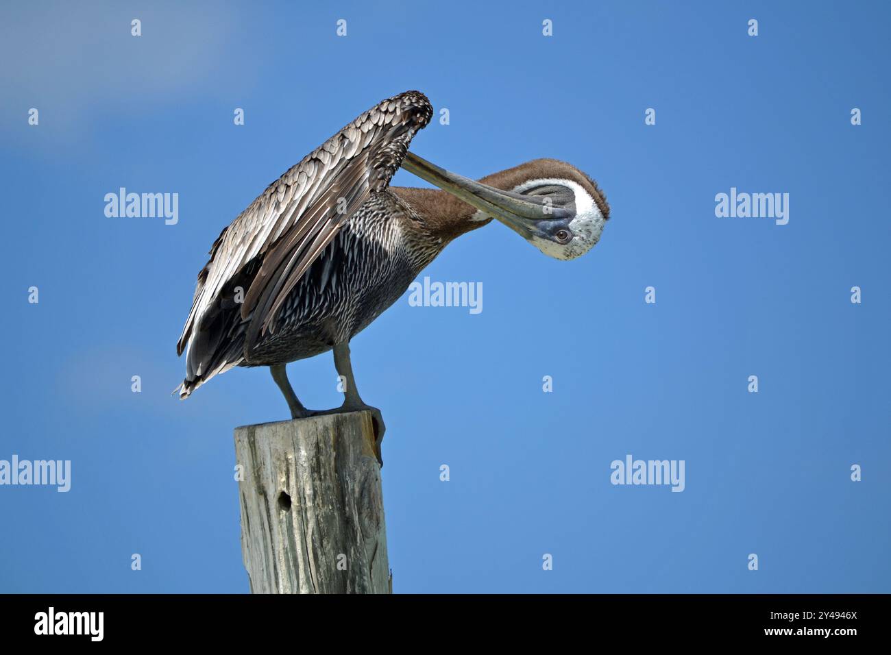 Un pellicano marrone, capovolto la testa mentre si nasconde sotto la sua ala, si trova arroccato su un palo di legno a Ponce Inlet, Beach Florida. Foto Stock