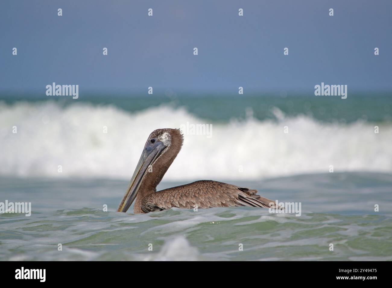 Un giovane pellicano bruno che galleggia nell'acqua sul bordo degli oceani, le onde bianche che si infrangono dietro di esso Foto Stock