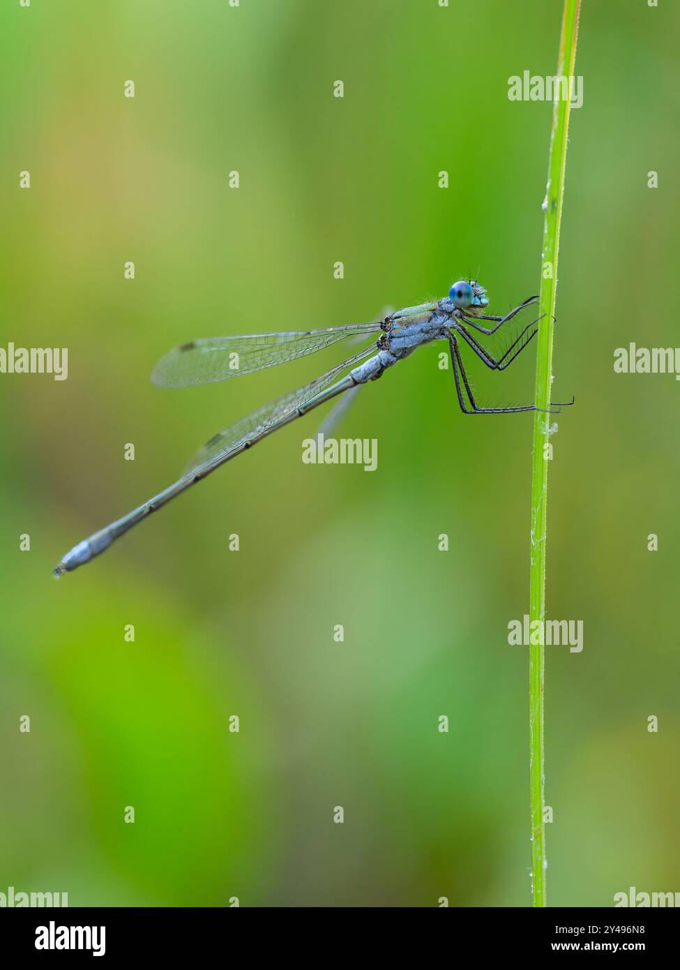 Una damigella di smeraldo (Lestes sponsa) che riposa su un prato, giorno di sole in estate, Vienna (Austria) Foto Stock