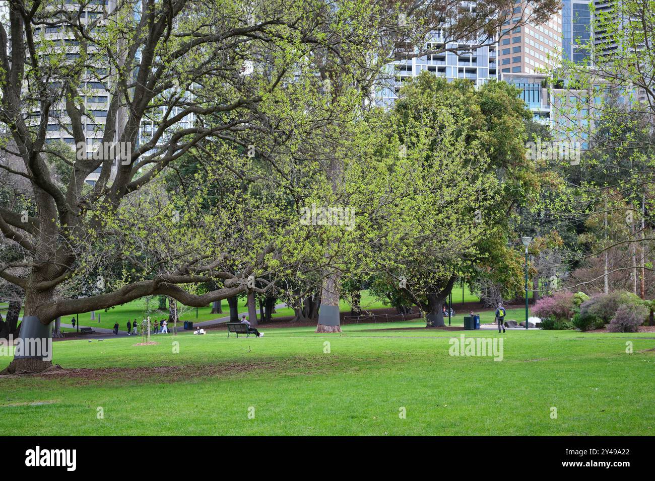 I Treasury Gardens sul lato sud-orientale del CBD di Melbourne con parco verde e alberi e piante ornamentali, Victoria, Australia. Foto Stock