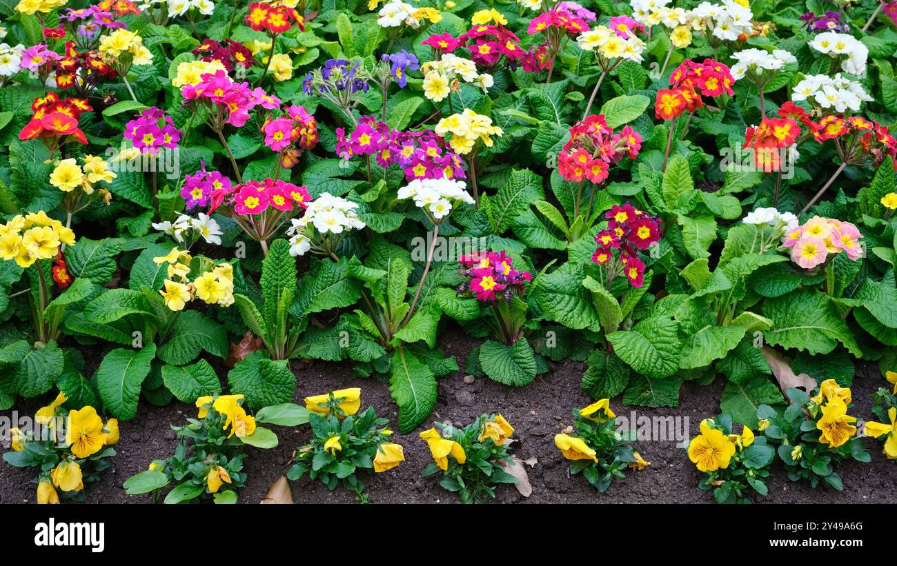 Un luminoso e colorato letto di fiori ornamentali di primulas e pansie a Fitzroy Gardens, Melbourne, Victoria, Australia. Foto Stock