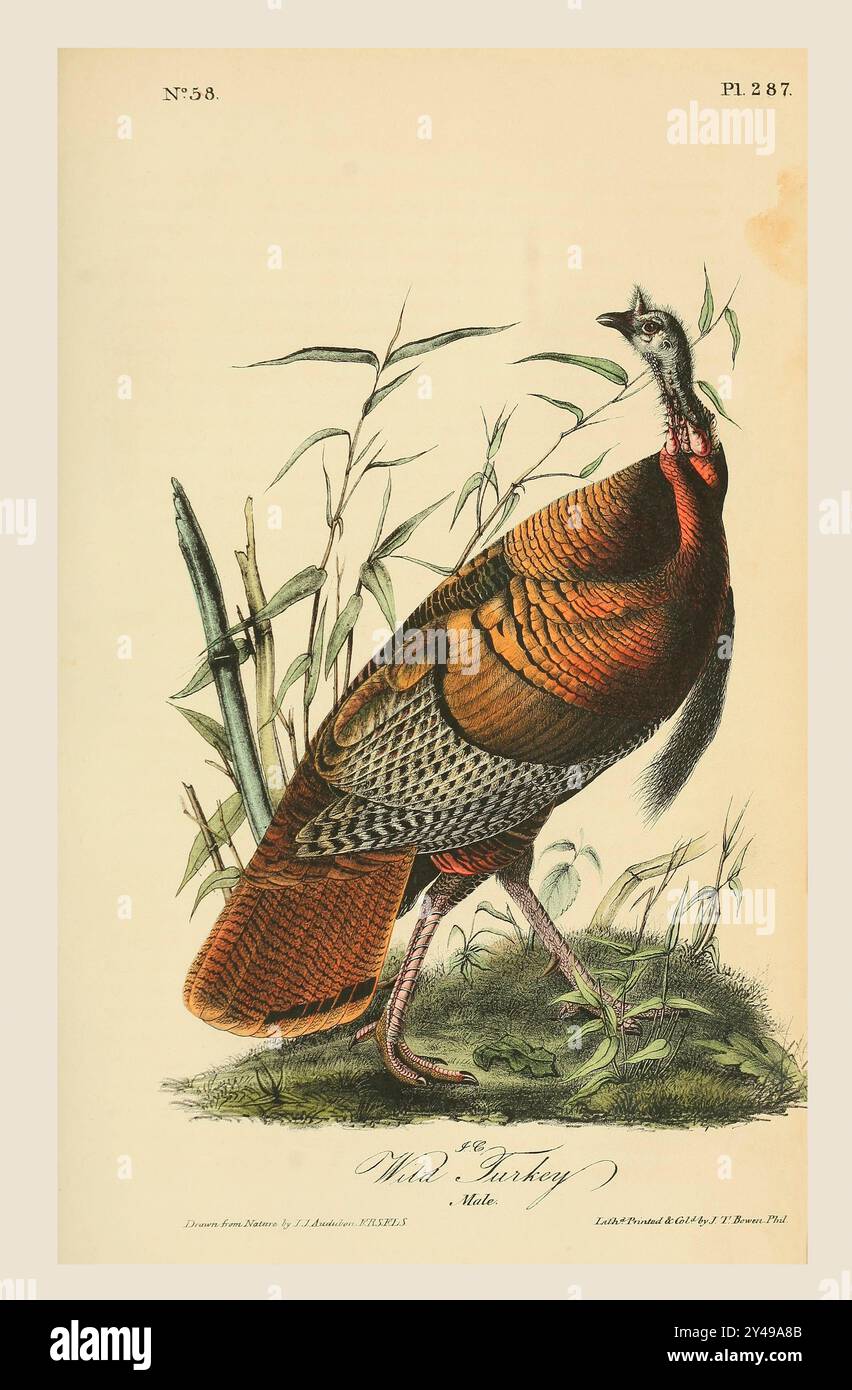 Il tacchino selvatico (Meleagris gallopavo). Maschio. Dopo un'illustrazione di John James Audubon nel quinto volume del suo libro The Birds of America from Drawings Made in the United States and Their Territories, pubblicato nel 1842. Colorazione successiva. Foto Stock