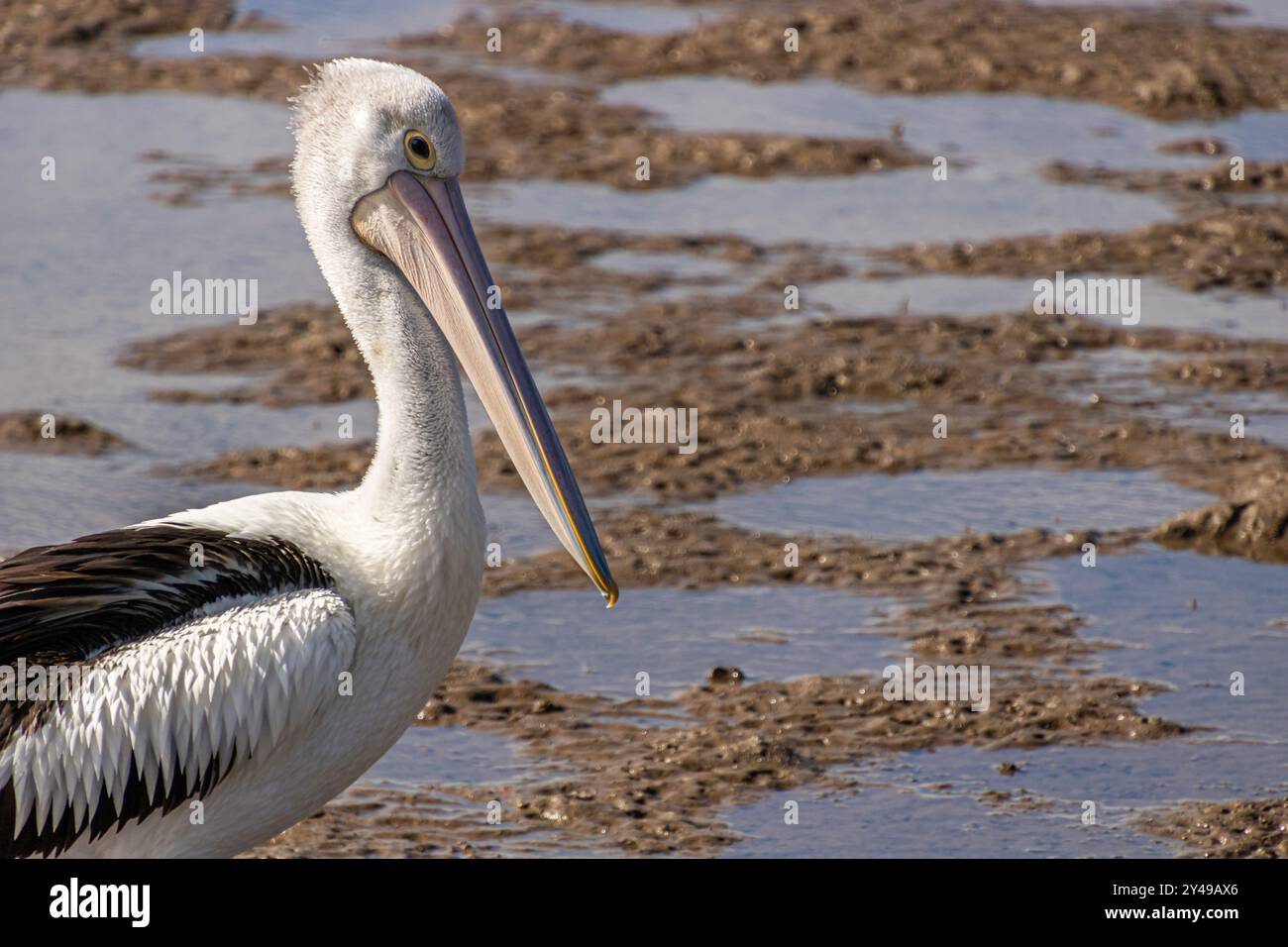 Un pellicano australiano su una spiaggia con la bassa marea Foto Stock