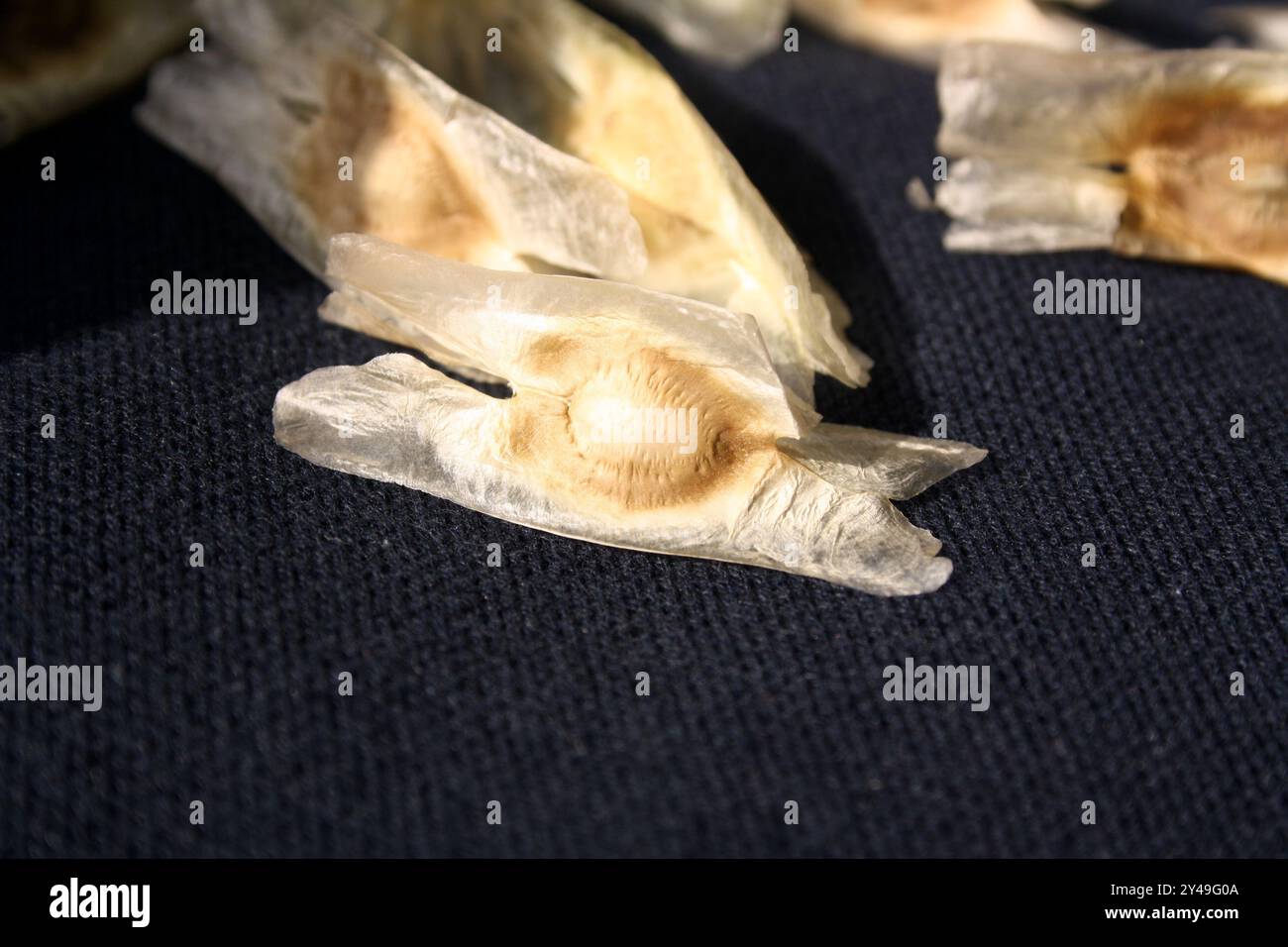 Semi di bacchetta (Moringa oleifera) con tre ali biancastre e caraffe. Foto Stock
