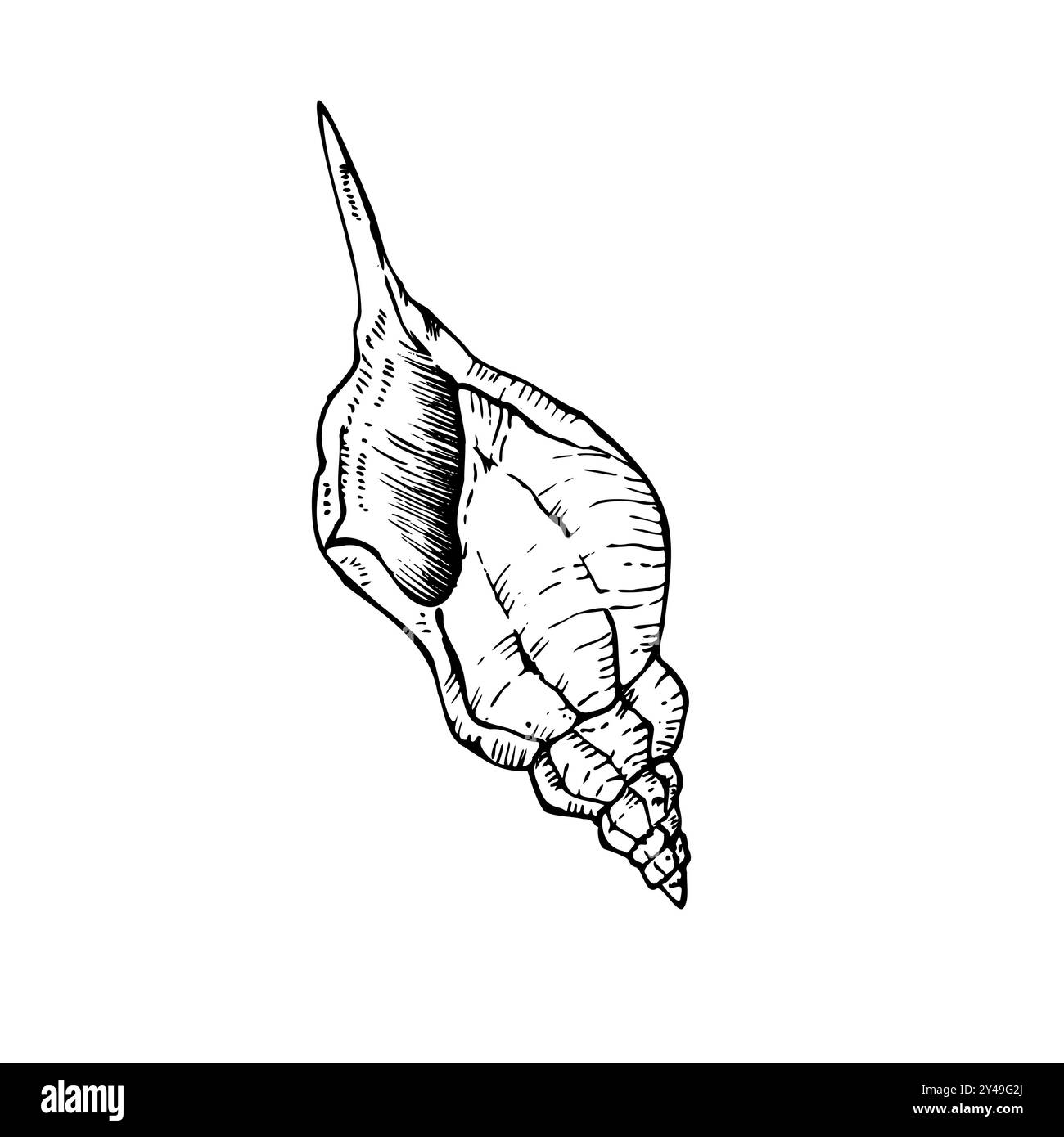Shell vettoriale. Conchiglia a linea dipinta a mano. Clip art grafica isolata sullo sfondo. Illustrazione sott'acqua. Per designer, inviti, decorazioni Illustrazione Vettoriale