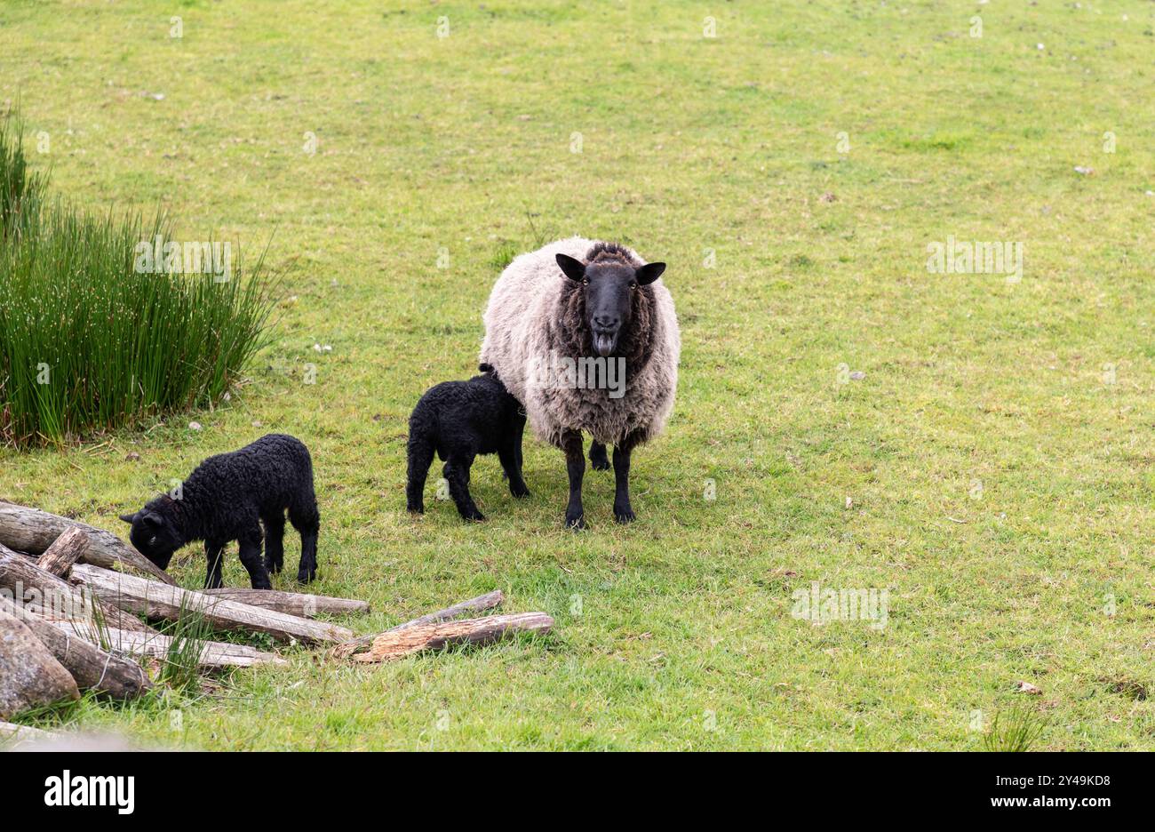 Una pecora dalla faccia nera con lana spessa si staglia su un pascolo erboso, a guardare i suoi due agnelli neri a Connemara, in Irlanda. Un agnello si allena mentre l'altro Foto Stock