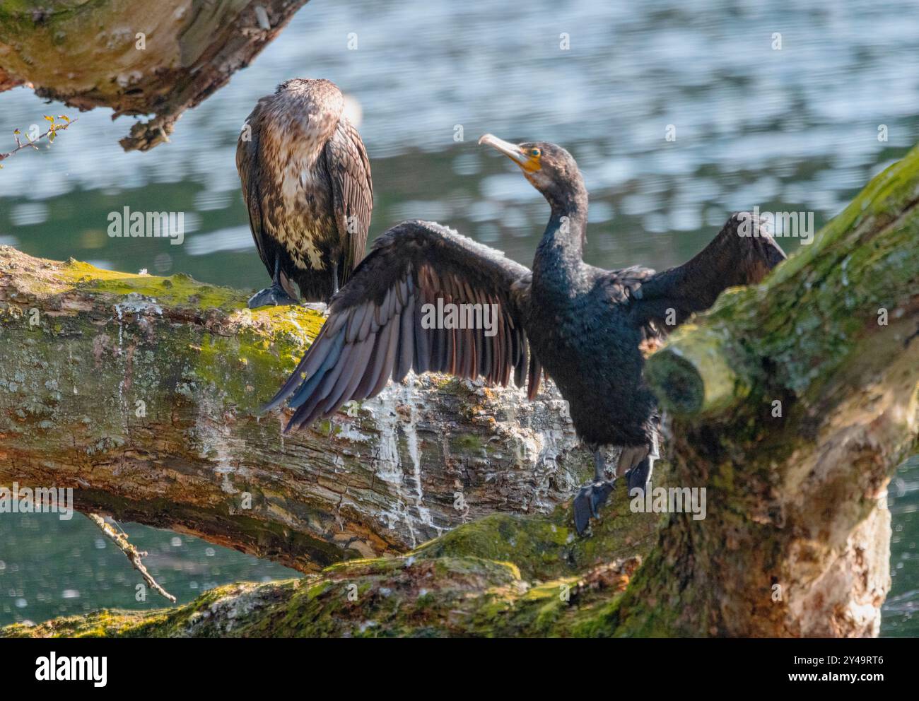 Il Great Cormorant è un luogo comune in tutta la costa del Regno Unito e nell'entroterra lungo i corsi d'acqua e i laghi. Si riproducono spesso in colonie Foto Stock