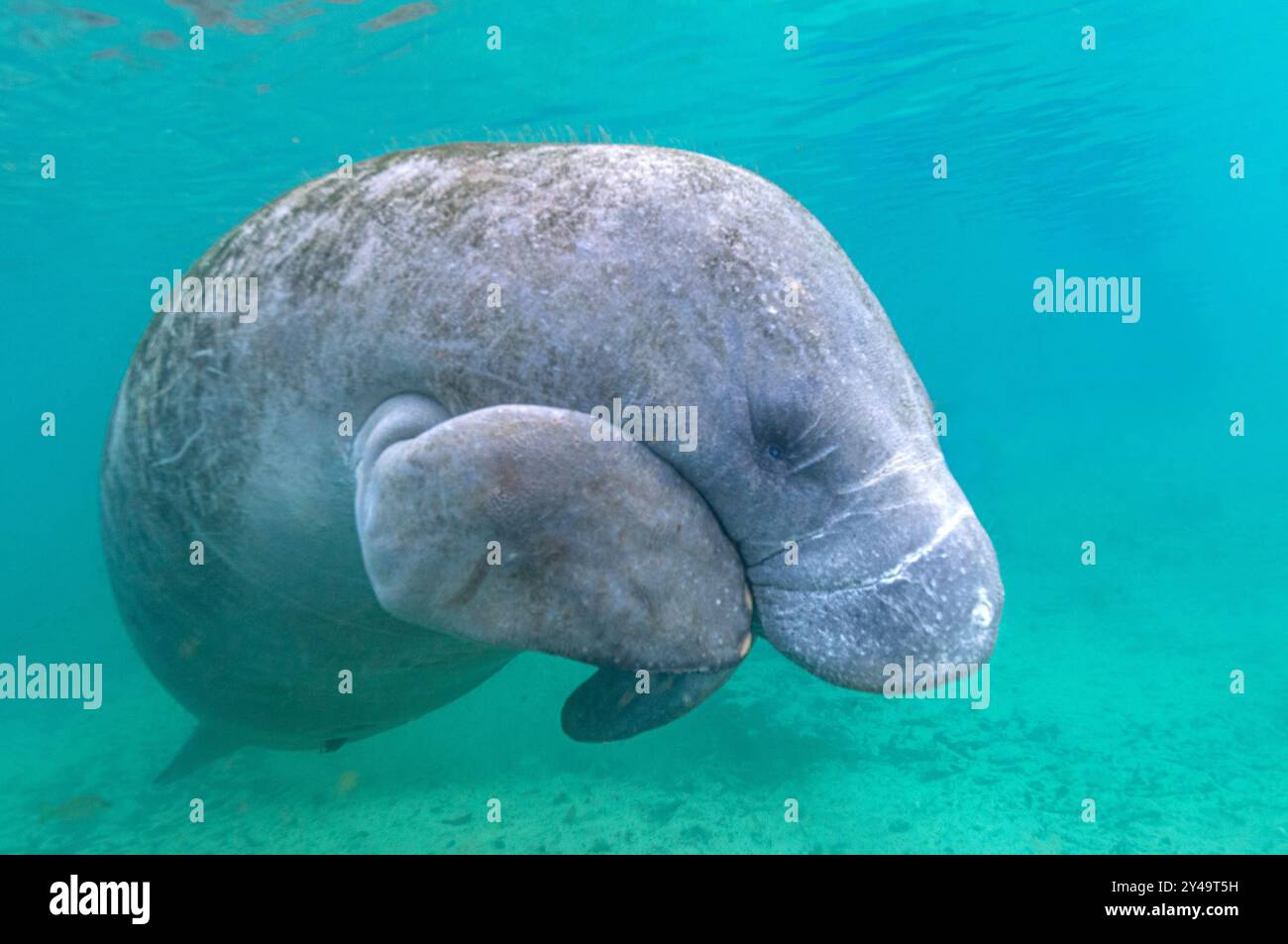 Lamantini delle Indie occidentali a Three Sisters Springs, Crystal River, Florida Foto Stock