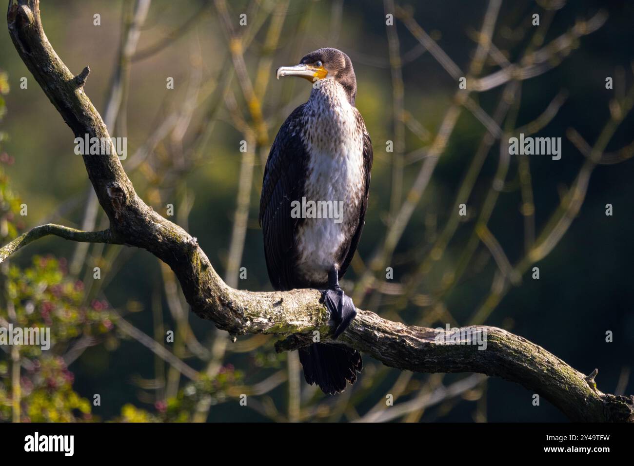 Il Great Cormorant è un luogo comune in tutta la costa del Regno Unito e nell'entroterra lungo i corsi d'acqua e i laghi. Si riproducono spesso in colonie Foto Stock