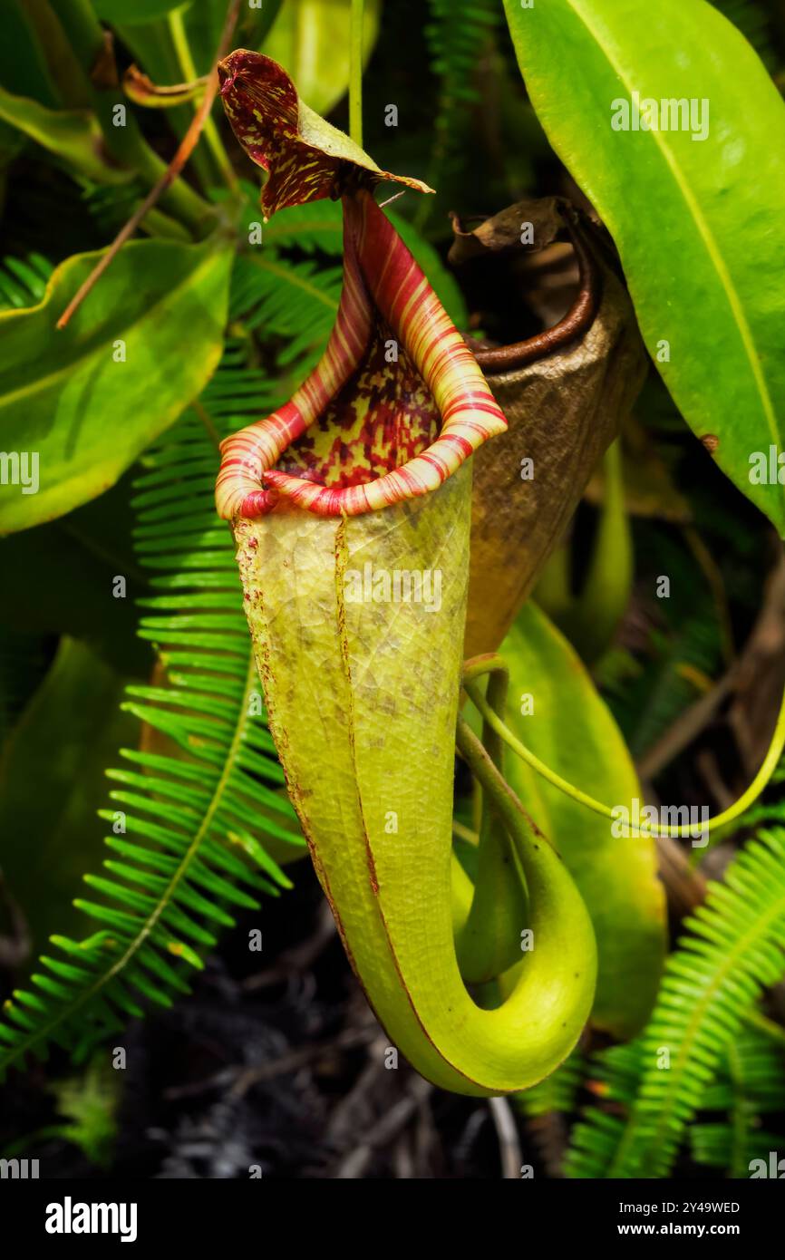 Nepenthes Mojito, una pianta carnivora che attira le prede nell'imbuto per la digestione. Bukit Kasih, Minahasa, Nth Sulawesi, Indonesia Foto Stock