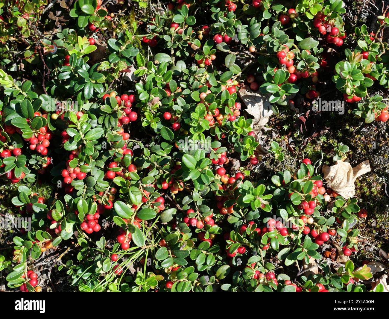 Un cespuglio selvaggio pieno di lingonberries maturi lungo la costa. I colori vivaci dei frutti di bosco rossi scuri e delle foglie verdi creano uno straordinario spettacolo naturale. Foto Stock