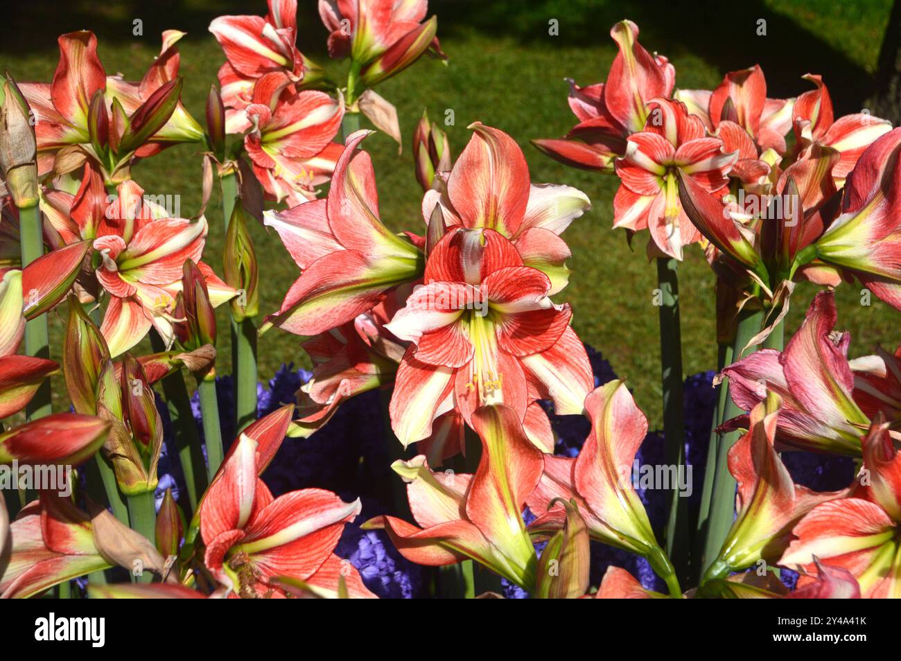 Amaryllis rosso e giallo "Van Gogh" in mostra con giacinti blu ai confini dei Giardini dei tulipani di Keukenhof, Paesi Bassi, UE. Foto Stock