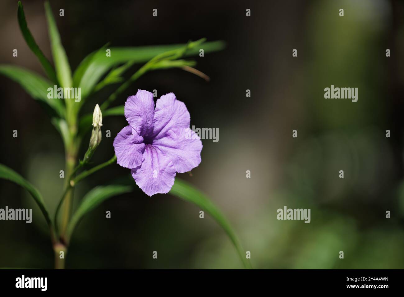 Una vivace Petunia messicana viola si distingue su uno sfondo verde e marrone sfocato, evidenziando i suoi delicati petali e il gemello adiacente non aperto. Foto Stock