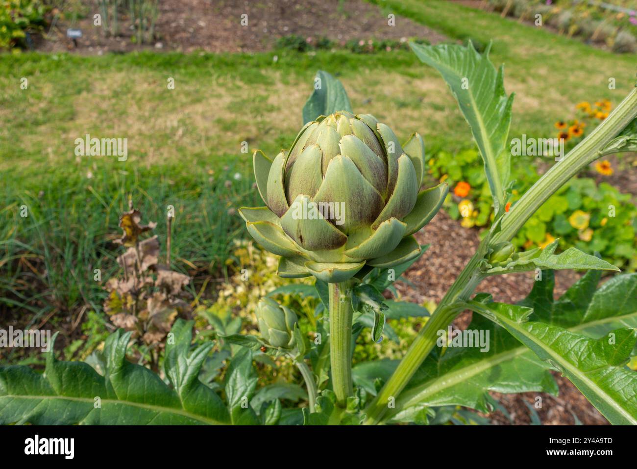 Carciofo del globo, cardunculas di Cynara, Foto Stock