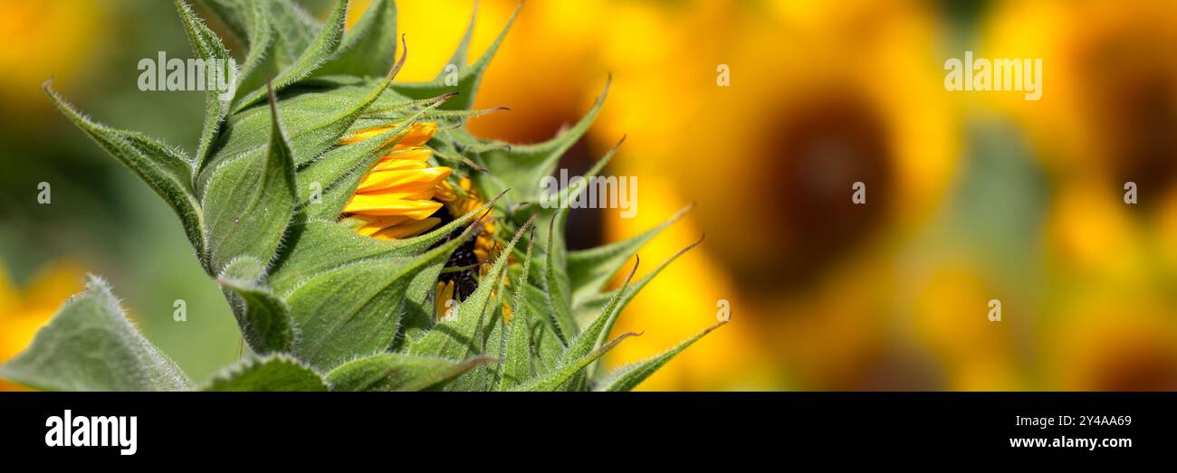 Panorama della testa di girasole non aperta (Helianthus annuus - varietà sconosciuta) in tarda estate Foto Stock