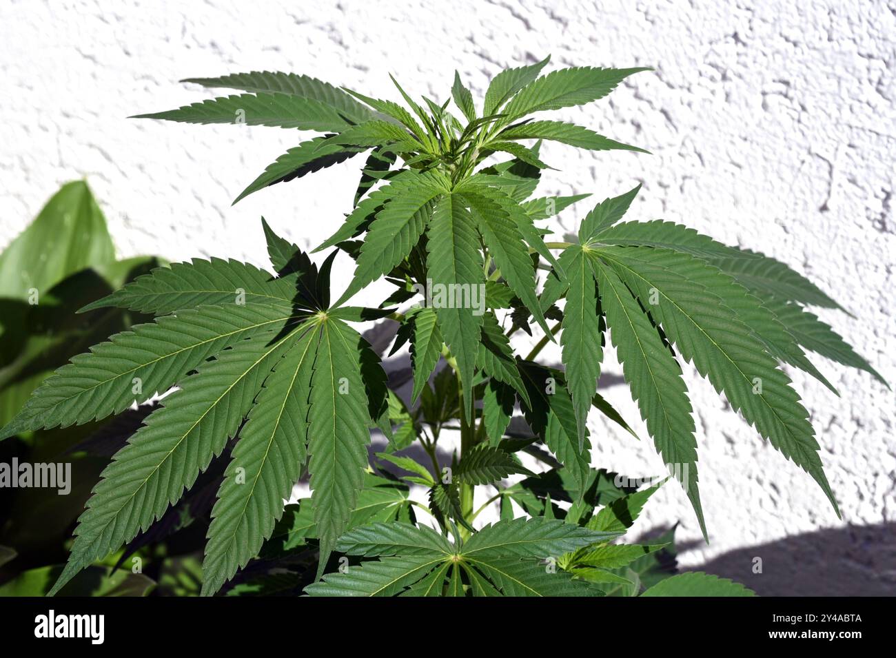 Hanf, cannabis indica ist eine Nutz- und Rauschgiftpflanze die auch in der Medzin eingesetzt wird. Canapa, cannabis indica è un piano utile e narcotico Foto Stock