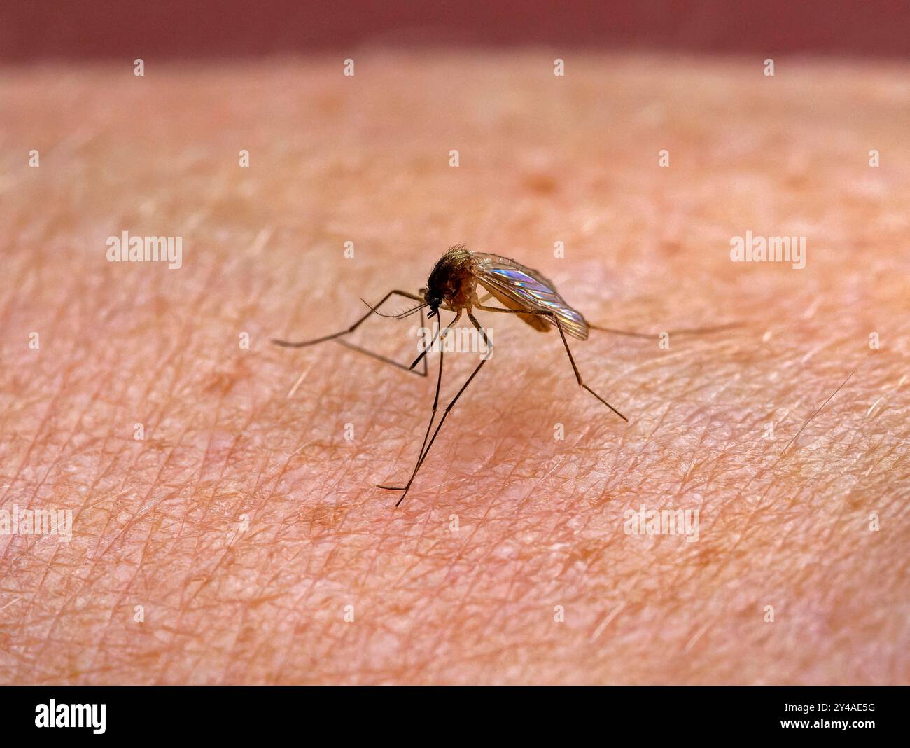 17.09.2024, Stechmücke Culicidae sucht sich auf der menschlichen Haut eine stelle zum Blut saugen. 17.09.2024, Mücke 17.09.2024, Mücke *** 17 09 2024, zanzara Culicidae cerca un posto sulla pelle umana per succhiare sangue 17 09 2024, zanzara 17 09 2024, zanzara Foto Stock