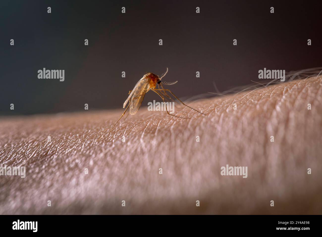 17.09.2024, Stechmücke Culicidae sucht sich auf der menschlichen Haut eine stelle zum Blut saugen. 17.09.2024, Mücke 17.09.2024, Mücke *** 17 09 2024, zanzara Culicidae cerca un posto sulla pelle umana per succhiare sangue 17 09 2024, zanzara 17 09 2024, zanzara Foto Stock