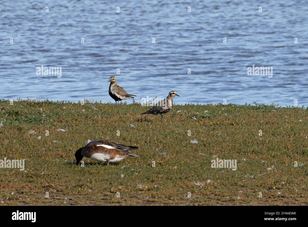 American Golden Plover (Pluvialis dominica) con Golden Plover (Pluvialis apricaria) e Wigeon (Anas penelope) Norfolk settembre 2024 Foto Stock