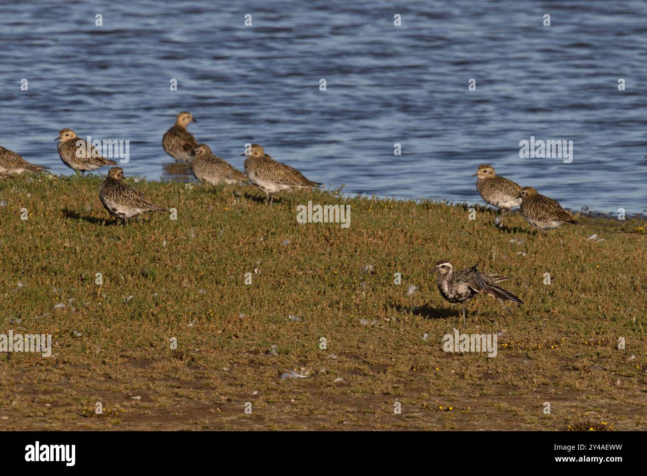 American Golden Plover (Pluvialis dominica) con Golden Plover (Pluvialis apricaria) Norfolk settembre 2024 Foto Stock