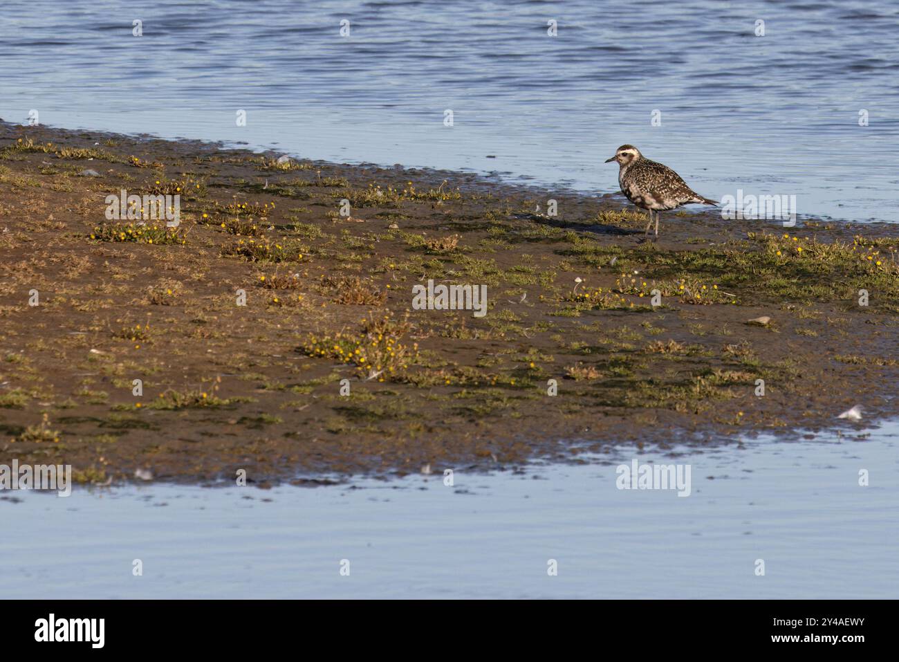 American Golden Plover (Pluvialis dominica) Norfolk settembre 2024 Foto Stock