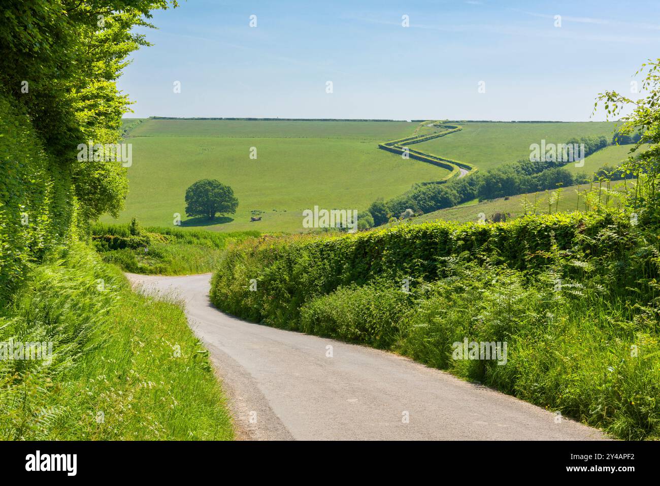 Worth Lane nel Parco Nazionale Exmoor vicino a Withypool, Somerset, Inghilterra. Foto Stock