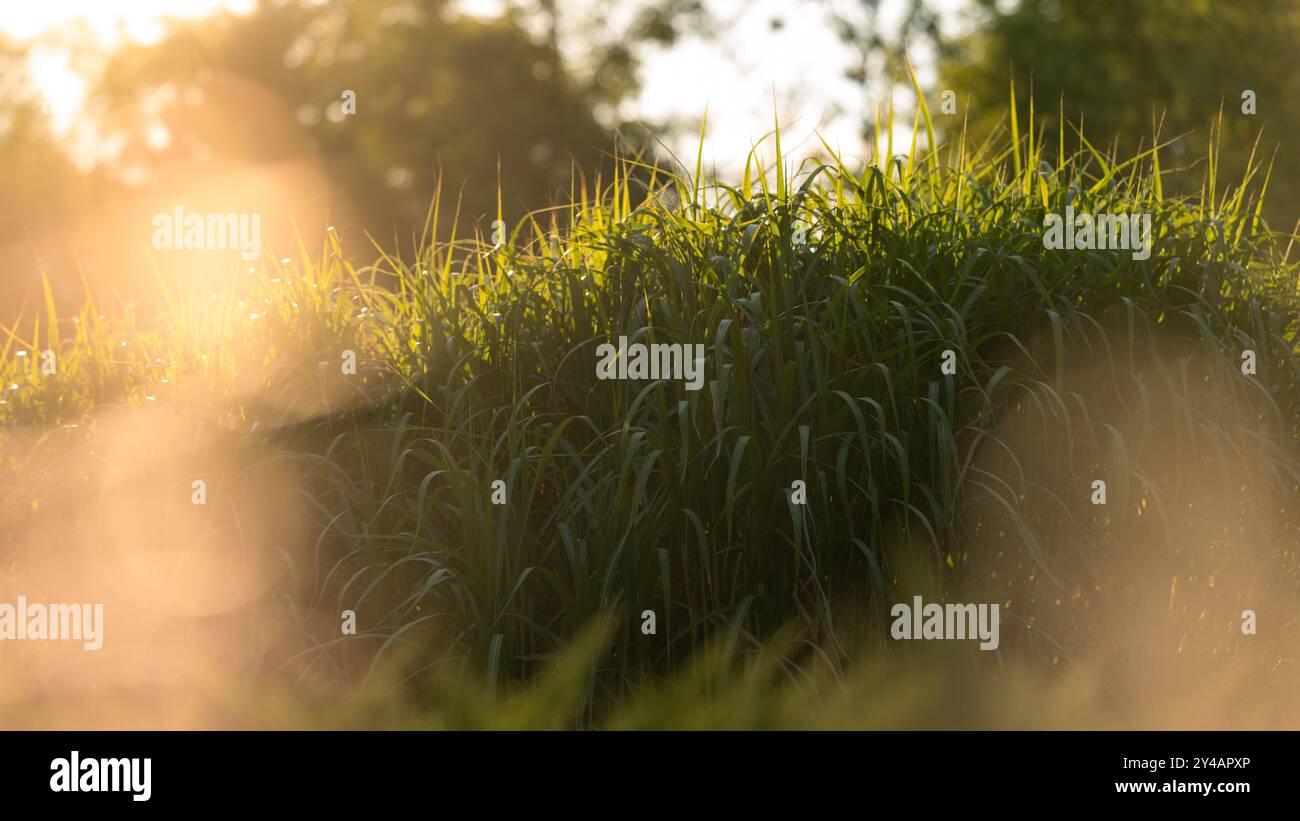 Bellissime erbe ornamentali illuminate dal sole pomeridiano Foto Stock