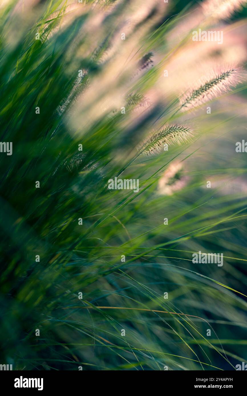 Primo piano su pennisetum alopecuroides in fiore. Fiori piccoli, delicati e soffici. Lame verdi di erba e fogliame sullo sfondo. Bellezza della natura. Foto Stock