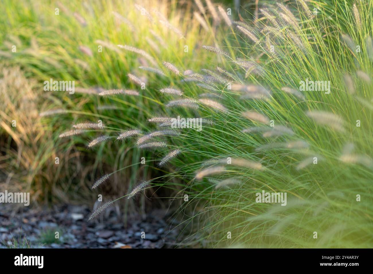 Pennisetum alopecuroides in fiore. Fiori piccoli, delicati e soffici. Lame verdi di erba e fogliame sullo sfondo. Bellezza della natura. Sfocato Foto Stock